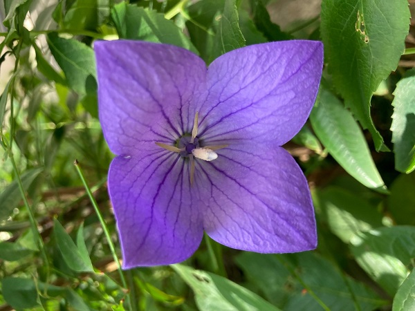 花　7月9日